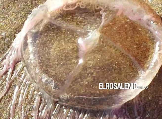 Las aguavivas toman protagonismo en Pehuen Co