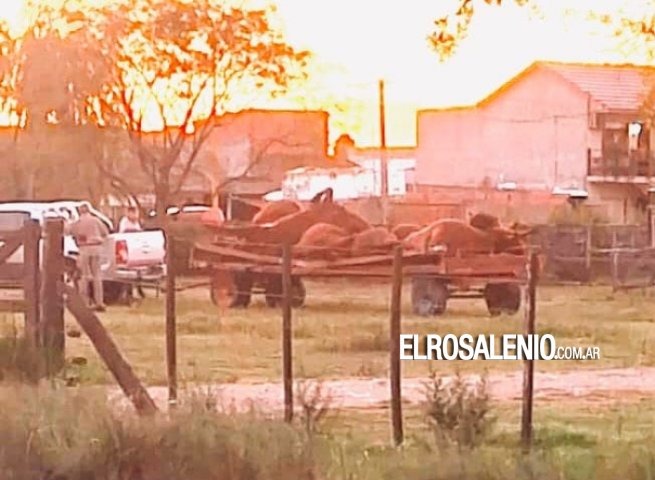 15 vacas preñadas murieron en la Sociedad Rural 