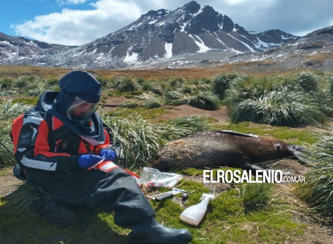 Se expande la gripe aviar en la Antártida: detectan el virus en pingüinos y cormoranes 