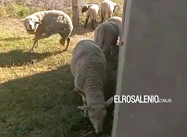 A los reclamos por caballos sueltos, ahora se suman por ovejas