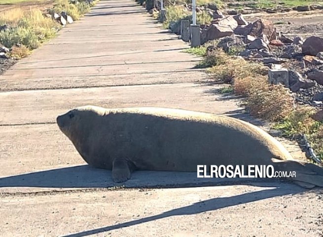 La primera visita del año al Club Náutico Punta Alta en Villa del Mar