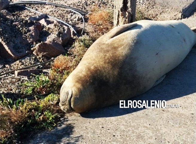 La primera visita del año al Club Náutico Punta Alta en Villa del Mar