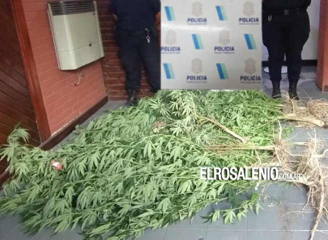 En allanamiento por amenazas en discusión de tránsito, le encontraron plantas de marihuana