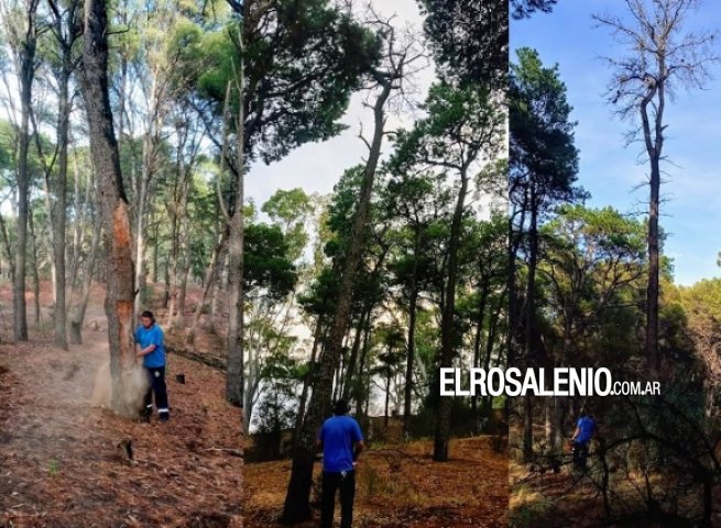 Talaron árboles secos y muertos, con riesgo de caída, en el Bosque Encantado de Pehuen Co
