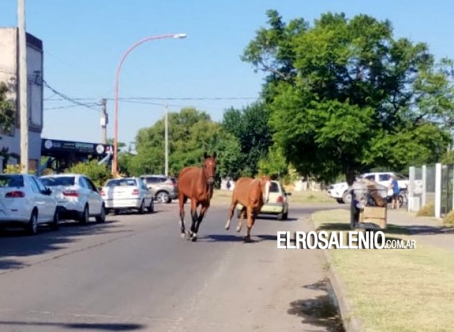 Animales sueltos: el Municipio aseguro que hacen operativos “todos los días en distintas zonas”