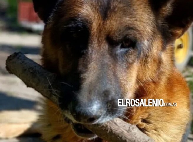 Pringles: lo denuncian por matar al perro de su vecina de un escopetazo