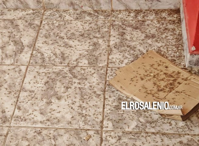 Fotos de los lectores: invasión de mosquitos en la ciudad