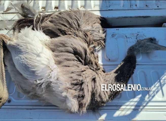 Cazaba sin permiso en zona rural rosaleña y quedó aprehendido