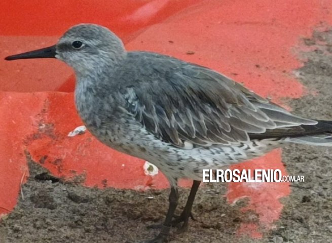 Liberaron un ejemplar de “Playero rojo” que había sido rescatado por un pescador