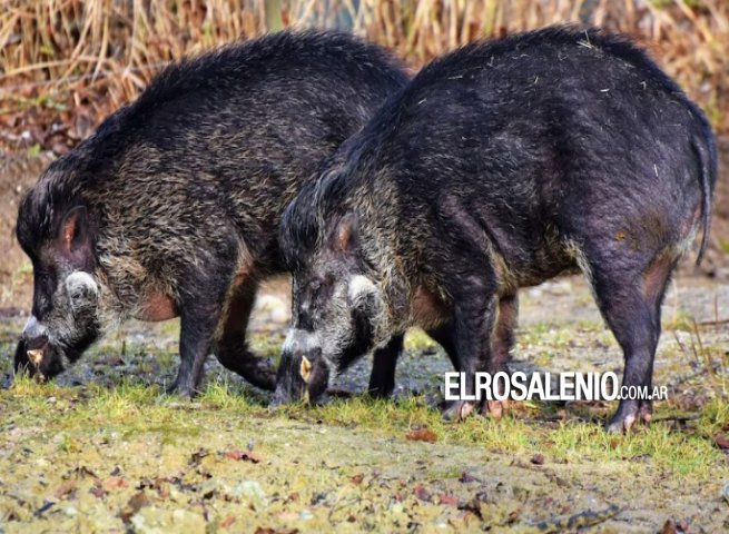 El gobierno bonaerense autorizó la caza de jabalí en toda la provincia: “Especie exótica invasora”