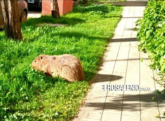 De Nordelta a Punta Alta: un carpincho sorprendió a vecinos en pleno casco urbano 