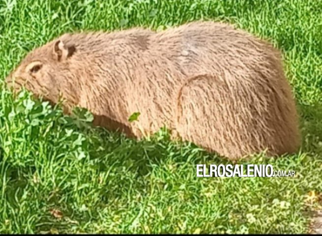 De Nordelta a Punta Alta: un carpincho sorprendió a vecinos en pleno casco urbano 