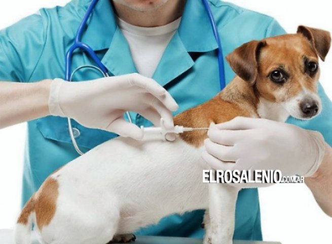 Este jueves habrá vacunación antirrábica gratuita en el Quirófano Veterinario