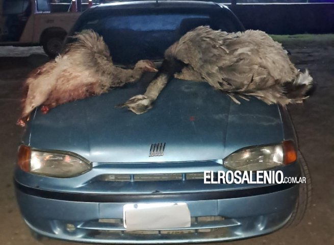 Aprehendieron a 4 hombres que iban en un auto con 2 Ñandúes y 4 Galgos