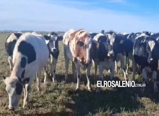 Pringles: productor rural denunció que le faenaron una vaquillona preñada y valuada en $2.5 millones