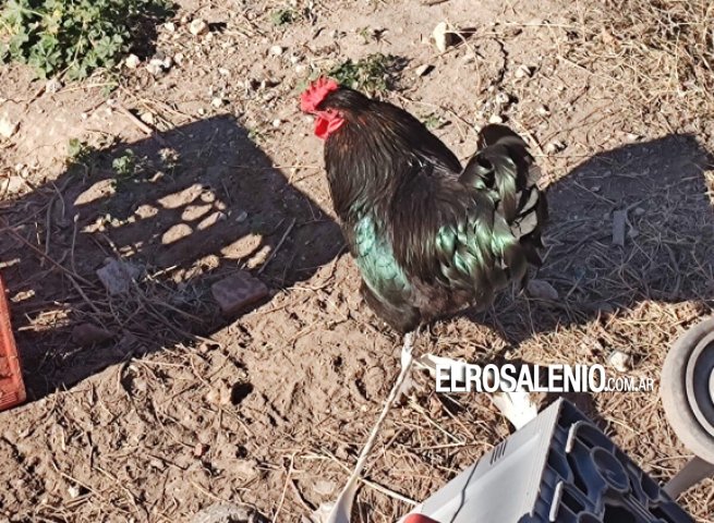  Insólito drama: denuncian a un chino por torturar gallinas