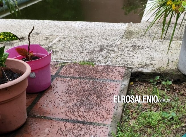 Vecinos de Pehuen Co aseguran que hay una invasión de moscas