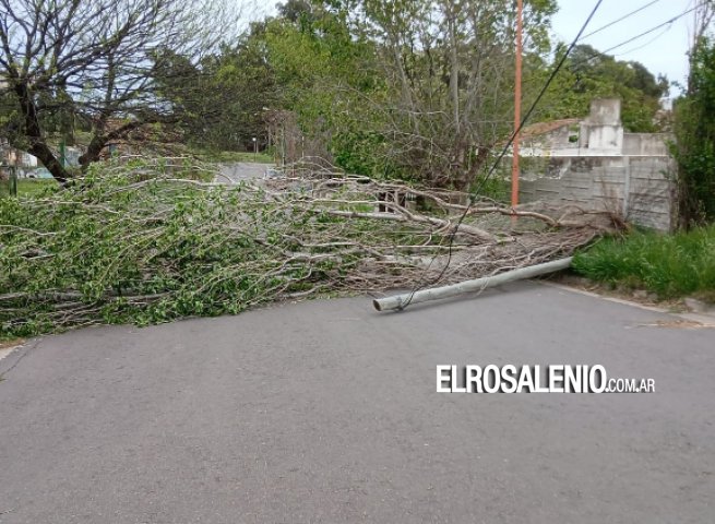 El viento de anoche tiró un árbol con dos postes en Rodríguez Peña y Patagones