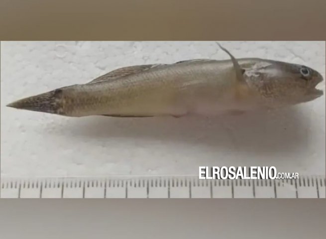 Alerta por la aparición del pez Gobio, de origen asiático, en Pehuen Co y Viedma