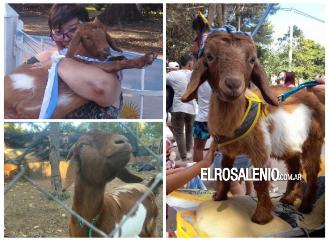 Denuncia que un puma mató a su cabra en el patio de su casa en Pehuen Co