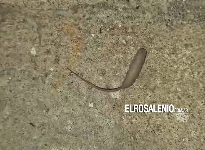 Invasión de gusanos cola de rata en desbordes cloacales de calle Mitre al 100