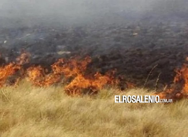En campos lindantes al basural: los animales no tienen pasto para comer y se escapan