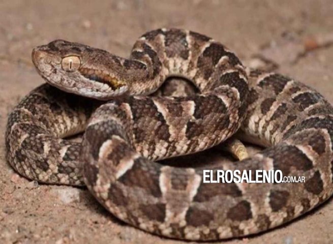 Una mujer fue mordida por una yarará en Reta