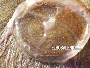 Las aguavivas toman protagonismo en Pehuen Co