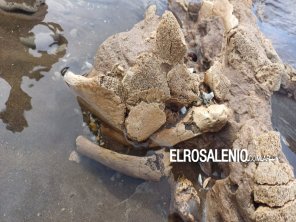 Dra. Manera: “Lo más importante es lo bien que procedió quien los encontró”