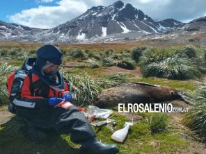 Se expande la gripe aviar en la Antártida: detectan el virus en pingüinos y cormoranes 