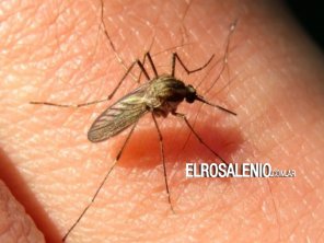 Confirman el primer caso de encefalitis equina en Bahía Blanca 