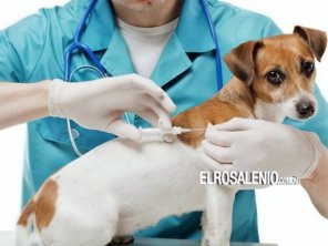 El martes 30 habrá vacunación antirrábica gratuita en el Polideportivo de Villa Maio