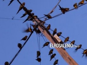 La batalla de Hilario Ascasubi contra la invasión de loros continúa