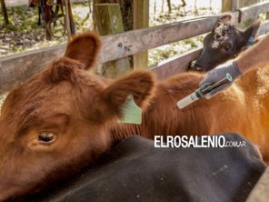 Villarino enfrenta una disminución en el registro de vacunación contra la fiebre aftosa