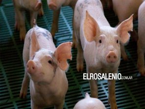 Alertan por triquinosis en la provincia