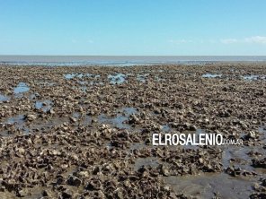 “Hay que acostumbrarse a convivir con las ostras, será muy difícil exterminarlas”