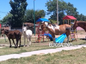 Ahora los caballos ocupan la Plaza de las Infancias recientemente inaugurada