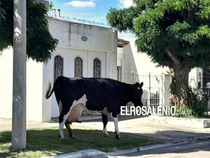 Animales sueltos: una vaca paseando por Albatros XX