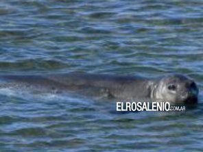 Una elefanta marina hirió a un bañista en Pehuen