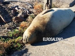 La primera visita del año al Club Náutico Punta Alta en Villa del Mar
