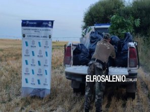 Siembra clandestina: secuestran más de 600 plantas de cannabis en Coronel Suárez
