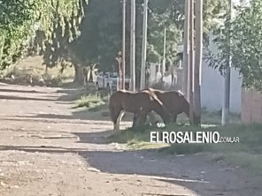 Nuevamente reclaman por caballos sueltos en Nueva Bahía Blanca