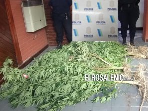 En allanamiento por amenazas en discusión de tránsito, le encontraron plantas de marihuana