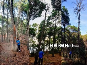 Talaron árboles secos y muertos, con riesgo de caída, en el Bosque Encantado de Pehuen Co
