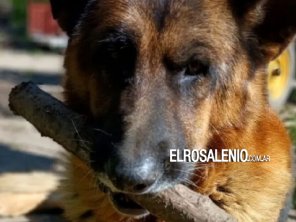 Pringles: lo denuncian por matar al perro de su vecina de un escopetazo