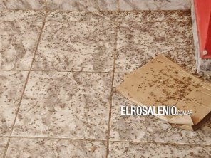 Fotos de los lectores: invasión de mosquitos en la ciudad