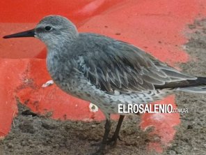 Liberaron un ejemplar de “Playero rojo” que había sido rescatado por un pescador