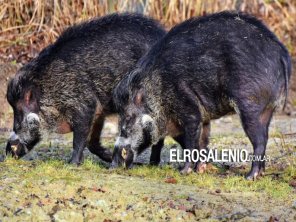 El gobierno bonaerense autorizó la caza de jabalí en toda la provincia: “Especie exótica invasora”