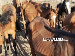 En el Paraje Lartigau: condenado por someter a maltratos a seis caballos 