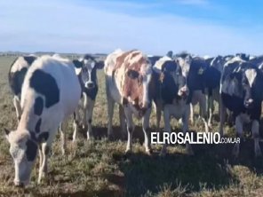 Pringles: productor rural denunció que le faenaron una vaquillona preñada y valuada en $2.5 millones